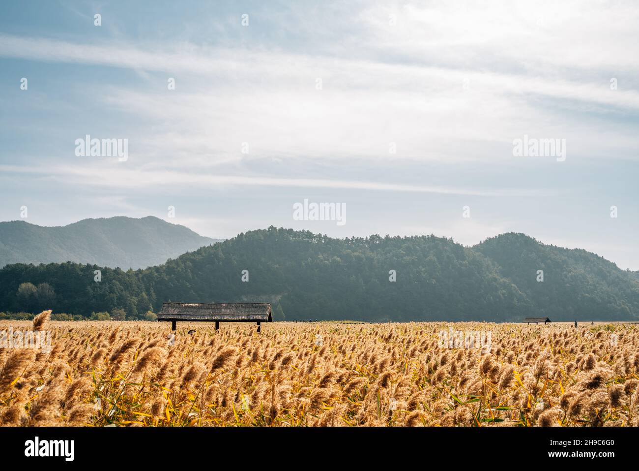 Suncheonman Bay campo di canne paludose in autunno a Suncheon, Corea Foto Stock