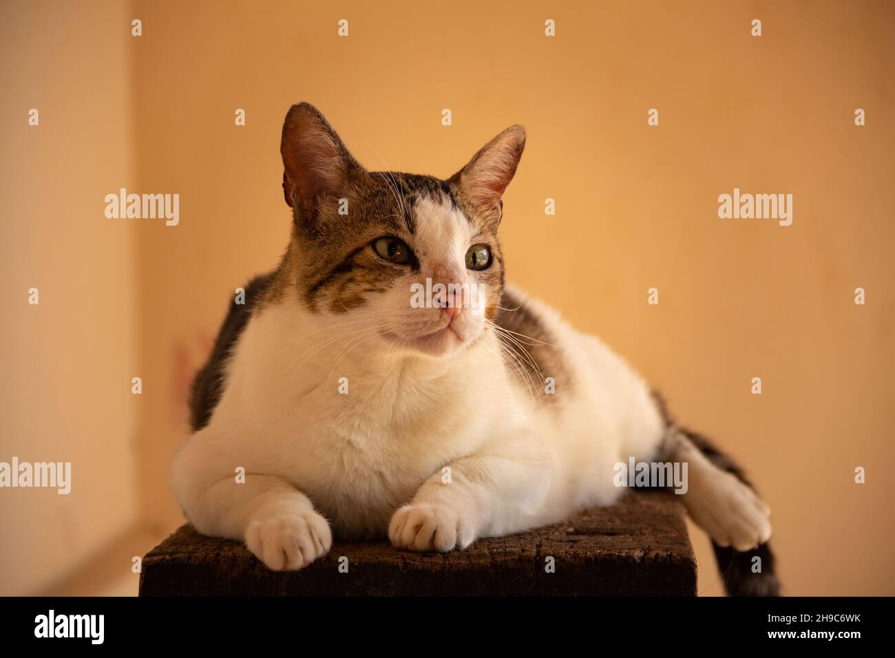 Goiânia, Goias, Brasile – 05 dicembre 2021: Un gatto tabby sdraiato, riposato, su una superficie di legno con sfondo giallo. Foto Stock