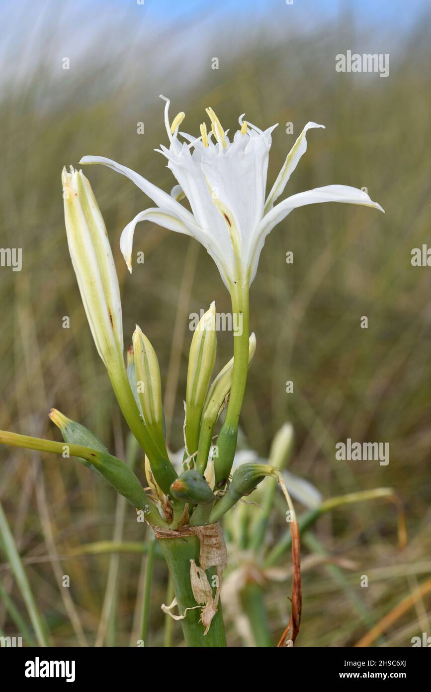 Daffodil di mare - Pancratium maritimum Foto Stock