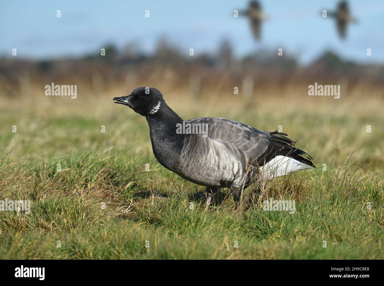 Brent Goose - Branta bernicla Foto Stock