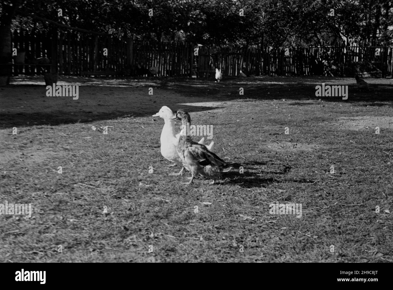 Lisków, 1947-10. Kaczki na podwórzu gospodarstwa wiejskiego. wb/gr PAP Dok³adny dzieñ wydarzenia nieustalony. Liskow, ottobre 1947. Anatre nel cortile. wb/gr PAP Foto Stock