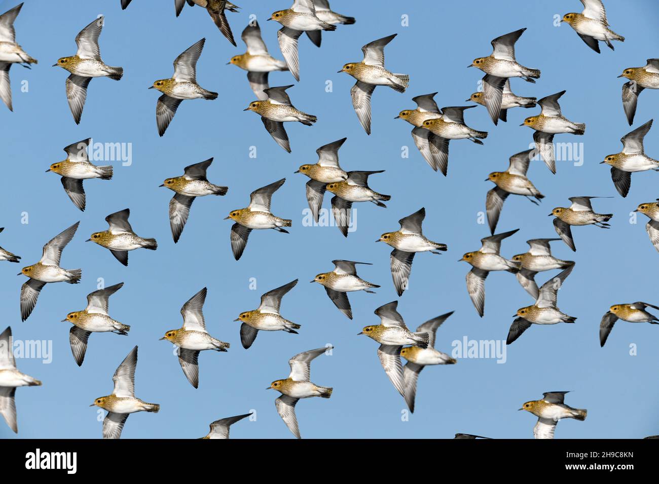 Golden Plover - Pluvialis apricaria Foto Stock