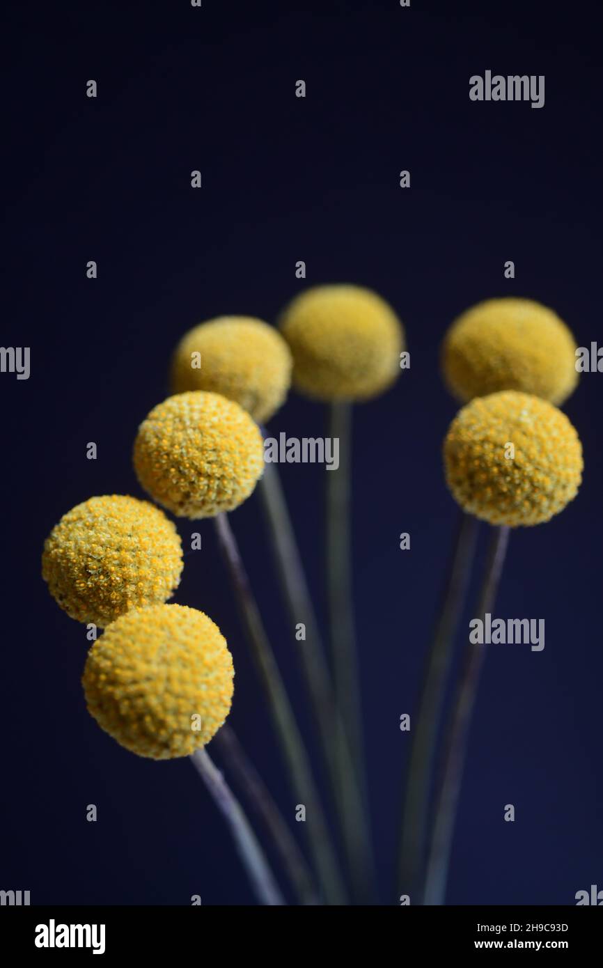 Fiori Craspedia conosciuta anche come Billy Buttons o Wollyheads nella famiglia Asteraceae girato in uno studio Foto Stock