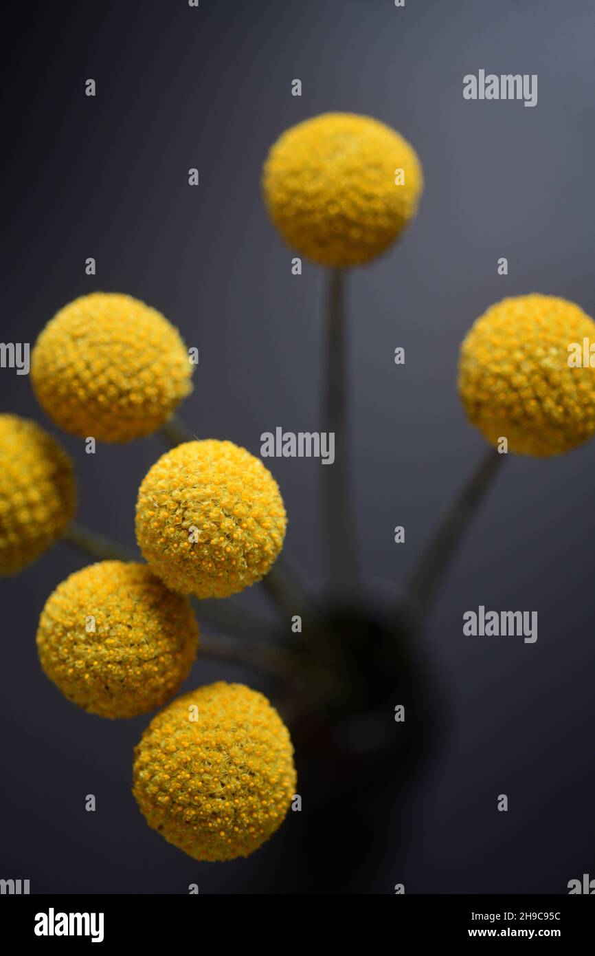Fiori Craspedia conosciuta anche come Billy Buttons o Wollyheads nella famiglia Asteraceae girato in uno studio Foto Stock