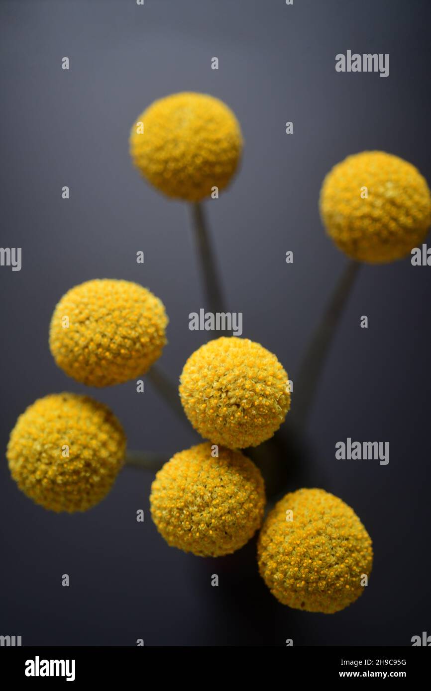Fiori Craspedia conosciuta anche come Billy Buttons o Wollyheads nella famiglia Asteraceae girato in uno studio Foto Stock