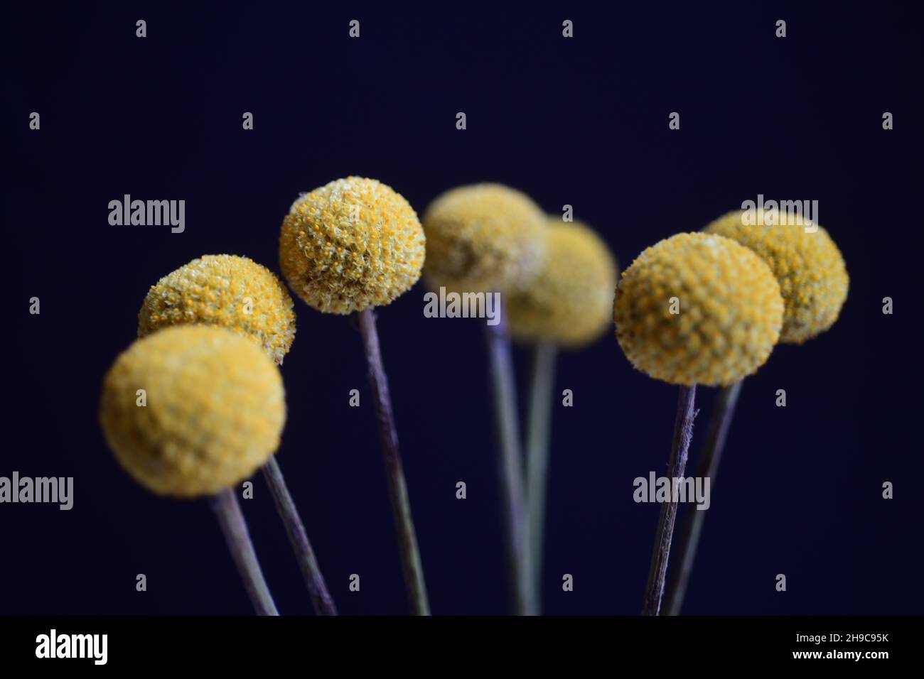 Fiori Craspedia conosciuta anche come Billy Buttons o Wollyheads nella famiglia Asteraceae girato in uno studio Foto Stock