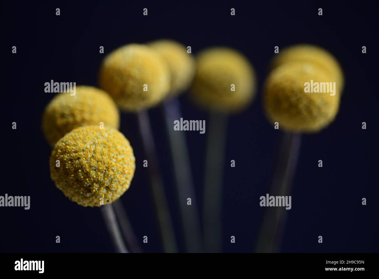 Fiori Craspedia conosciuta anche come Billy Buttons o Wollyheads nella famiglia Asteraceae girato in uno studio Foto Stock