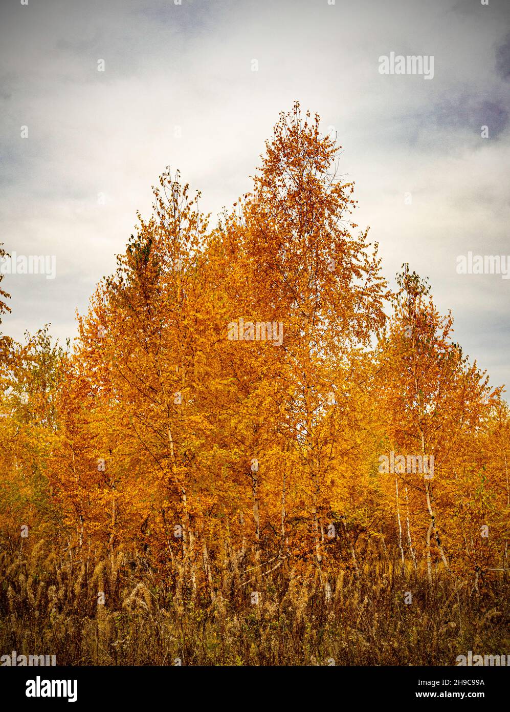 Giovani alberi di betulla con foglie rosse sotto il cielo cupo autunnale Foto Stock