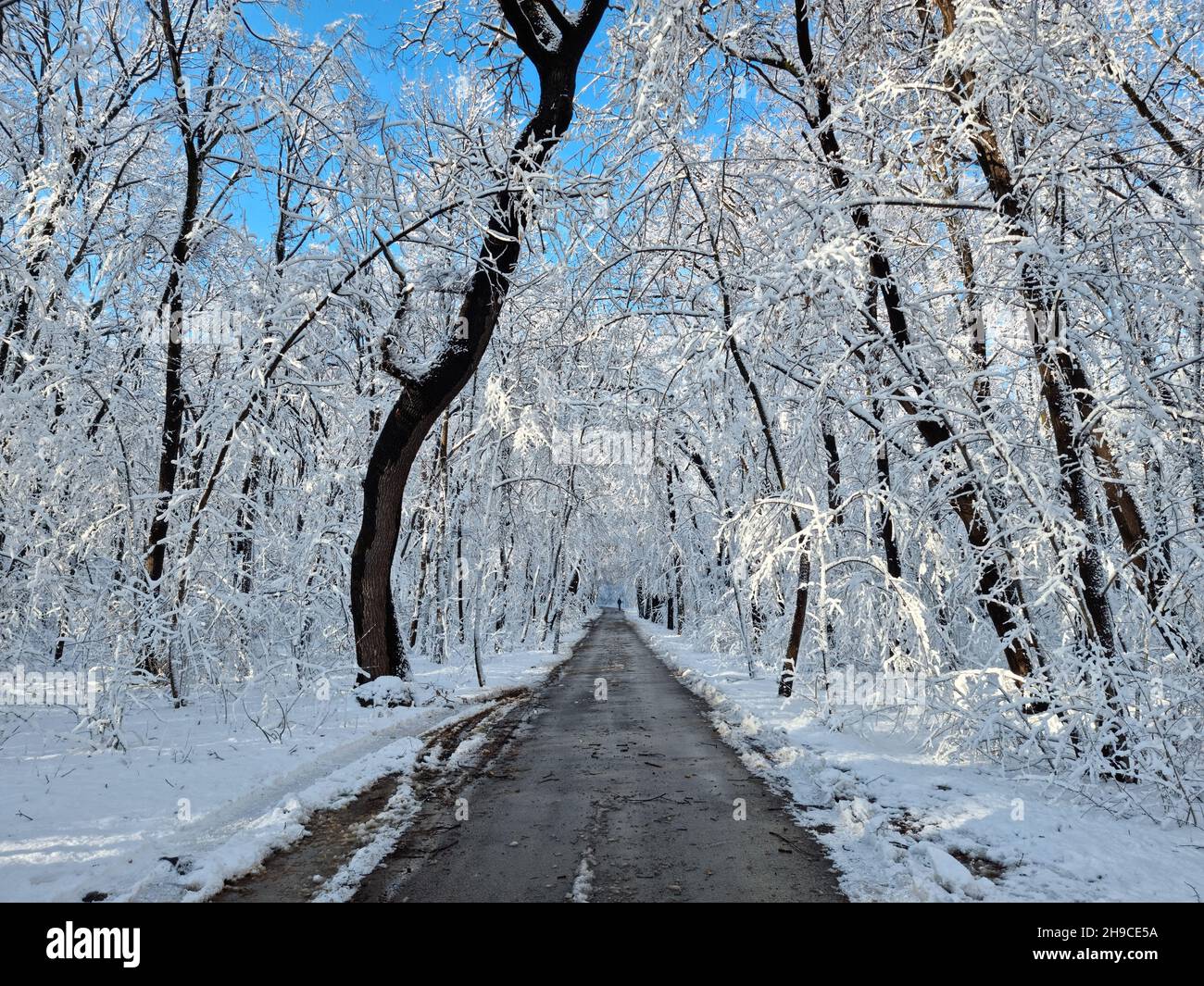 Piccola strada di campagna stretta in una foresta ghiacciata innevata Foto Stock