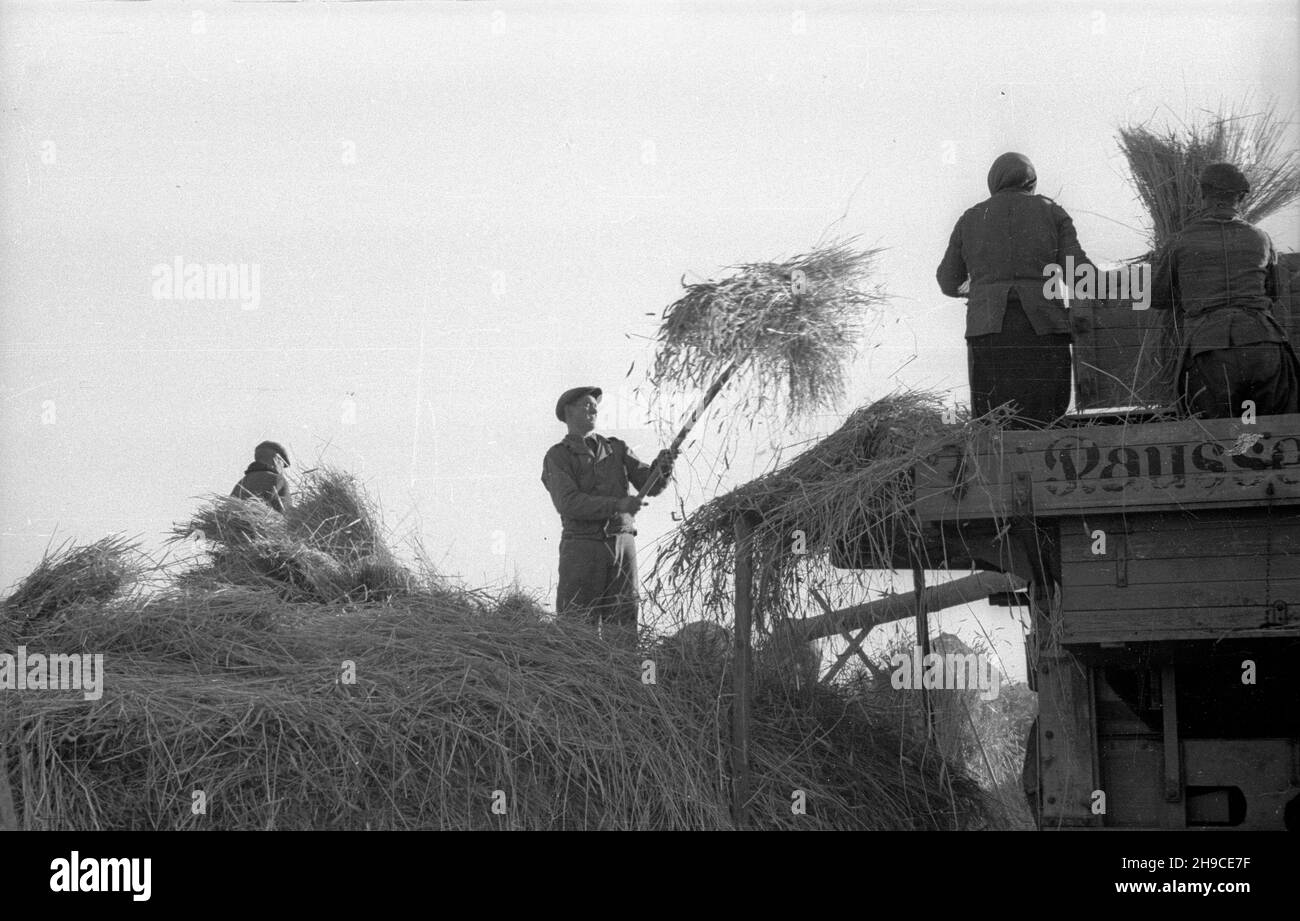 Polska, 1947-10. Ziemie Odzyskane. M³ócenie ¿yta na poniemieckiej m³ocarni (m³ockarni). mb/gr PAP Dok³adny dzieñ wydarzenia nieustalony. Polonia, ottobre 1947. Territori riconquistati. Trebbiatura della segale in una macchina di trebbiatura precedentemente tedesca. mb/gr PAP Foto Stock