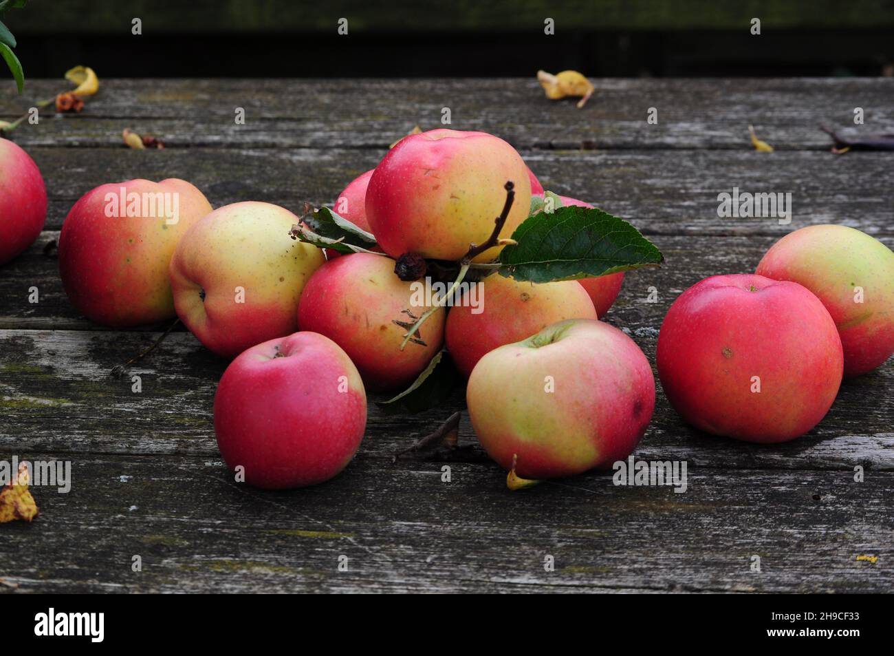 Mela elstar biologica dal prato di frutteto in Germania - vero, frutto rosso biologico di migliore qualità Foto Stock