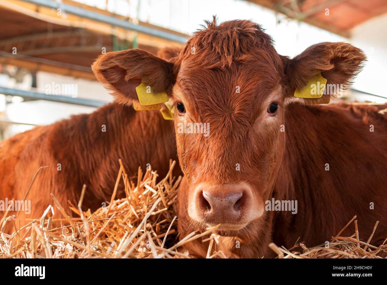 Limousin mucca in allevamento di bovini da latte, ritratto animale da bestiame Foto Stock