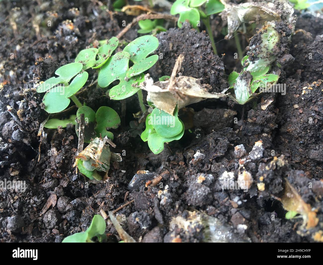 Piccole piantine verdi che emergono dal terreno scuro del giardino organico Foto Stock