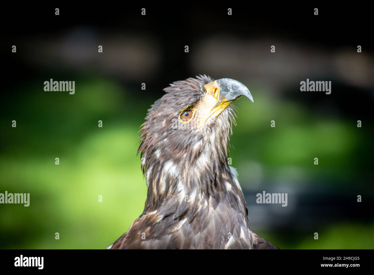 White Tailed Sea Eagle Foto Stock