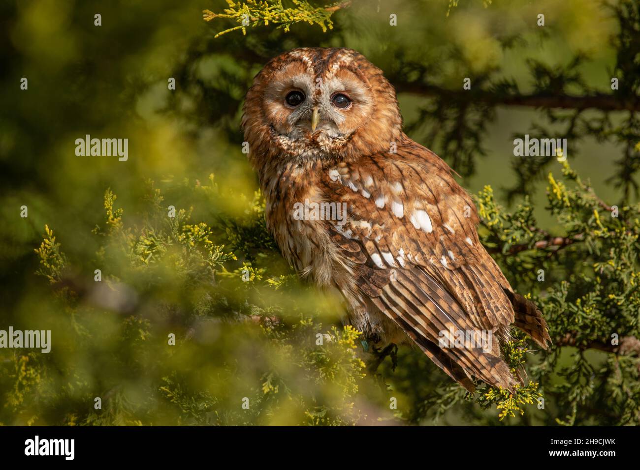 Gufo Tawny Foto Stock