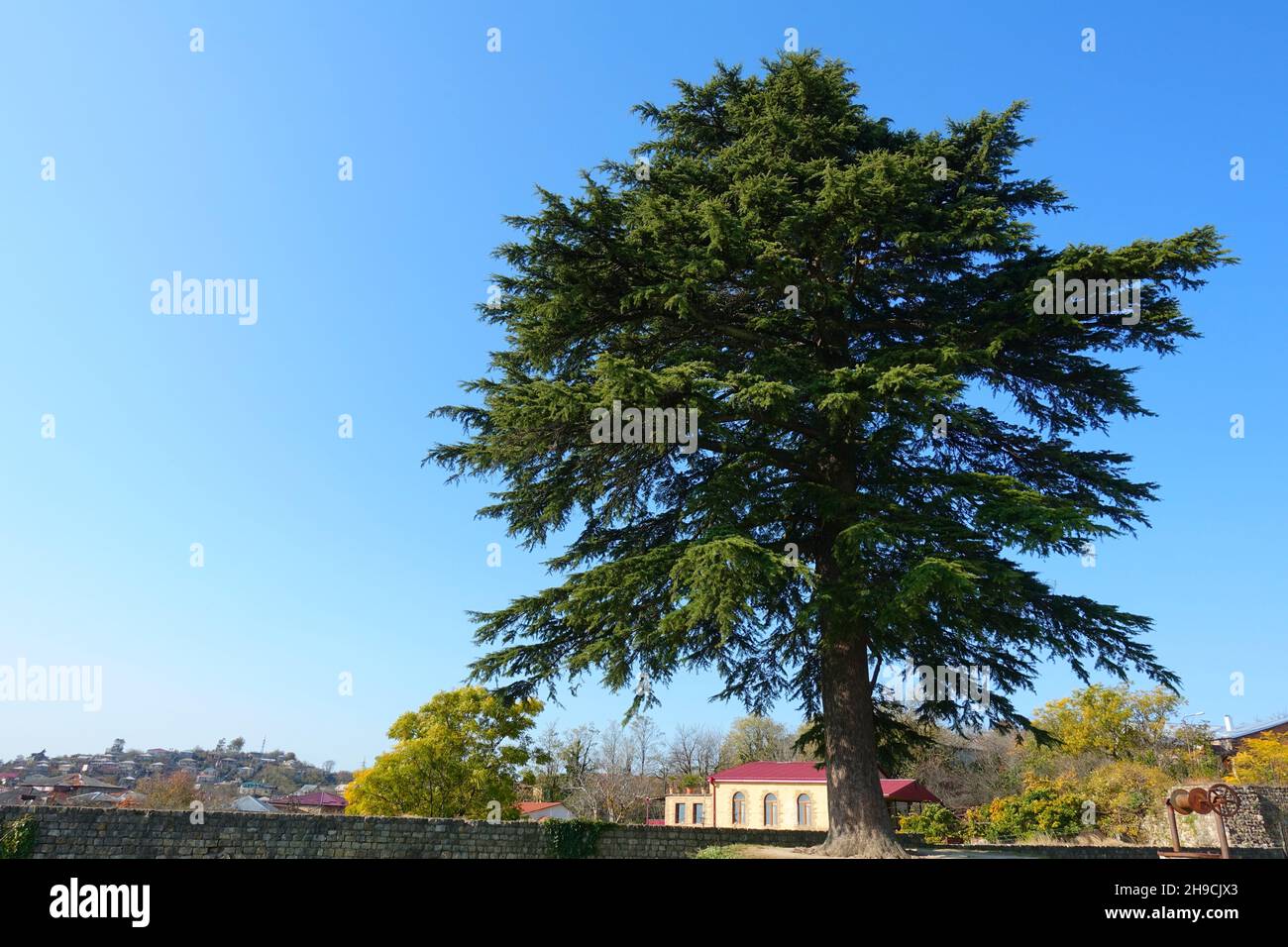 Grande cedro vecchio o cedro, un conifere nella famiglia di piante Pinaceae, alla Cattedrale di Bagrati nel 2019 con cielo blu backgorund Foto Stock