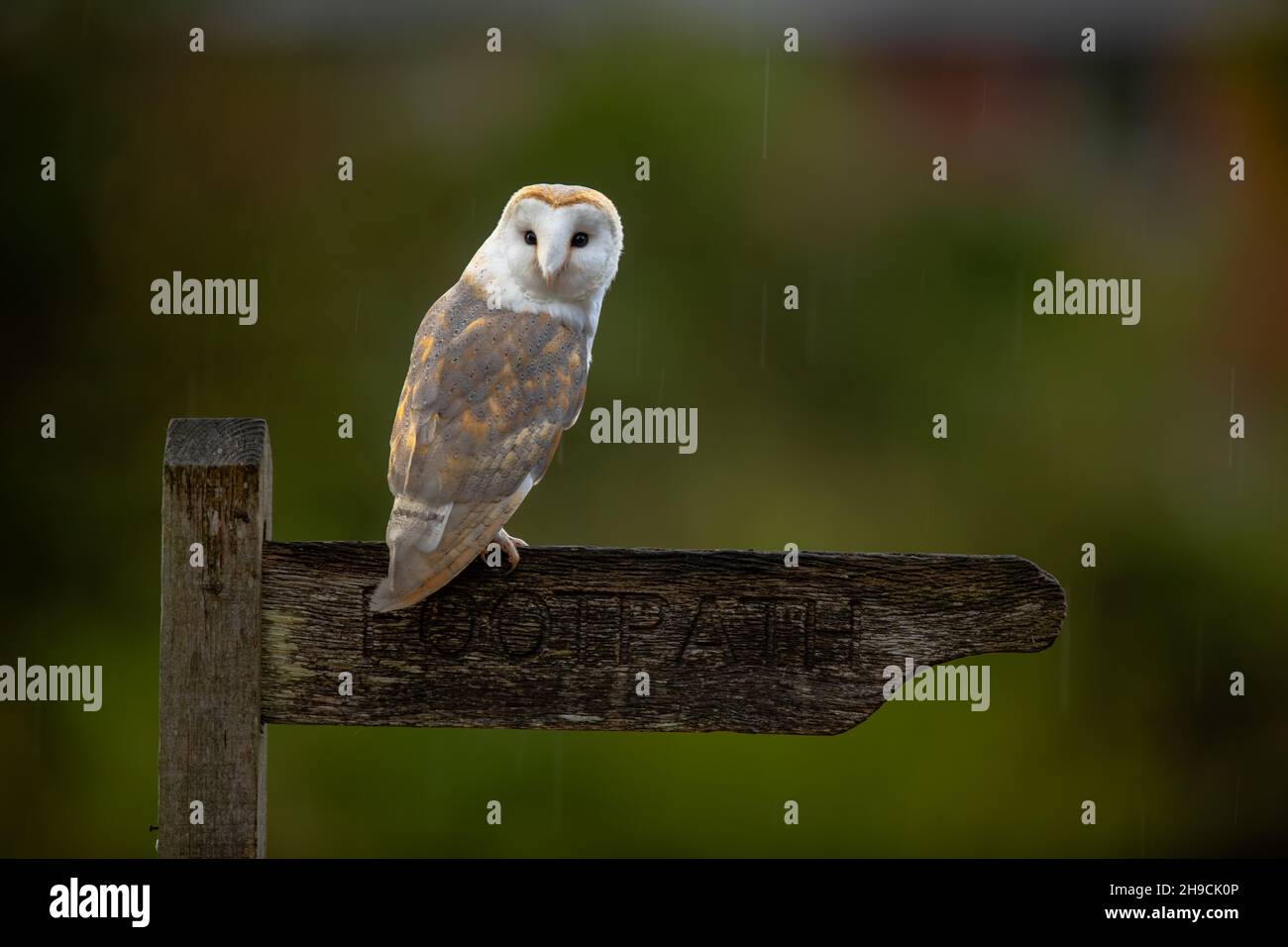 Barbagianni Foto Stock