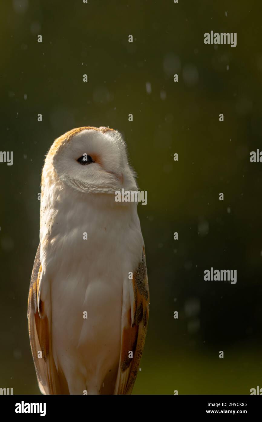 Barbagianni Foto Stock