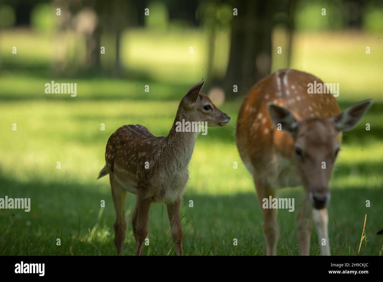 Un cervo mite svanita in estate Foto Stock