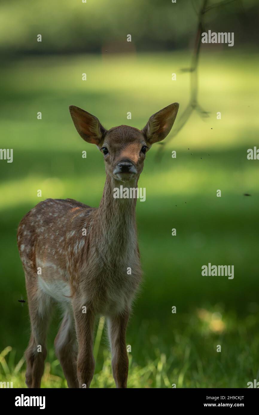 Un cervo mite svanita in estate Foto Stock