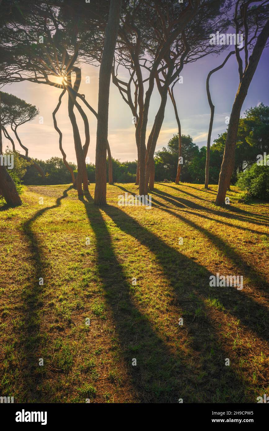 Pini al tramonto in Maremma. Spiaggia Baratti, Piombino, Toscana, Italia Foto Stock