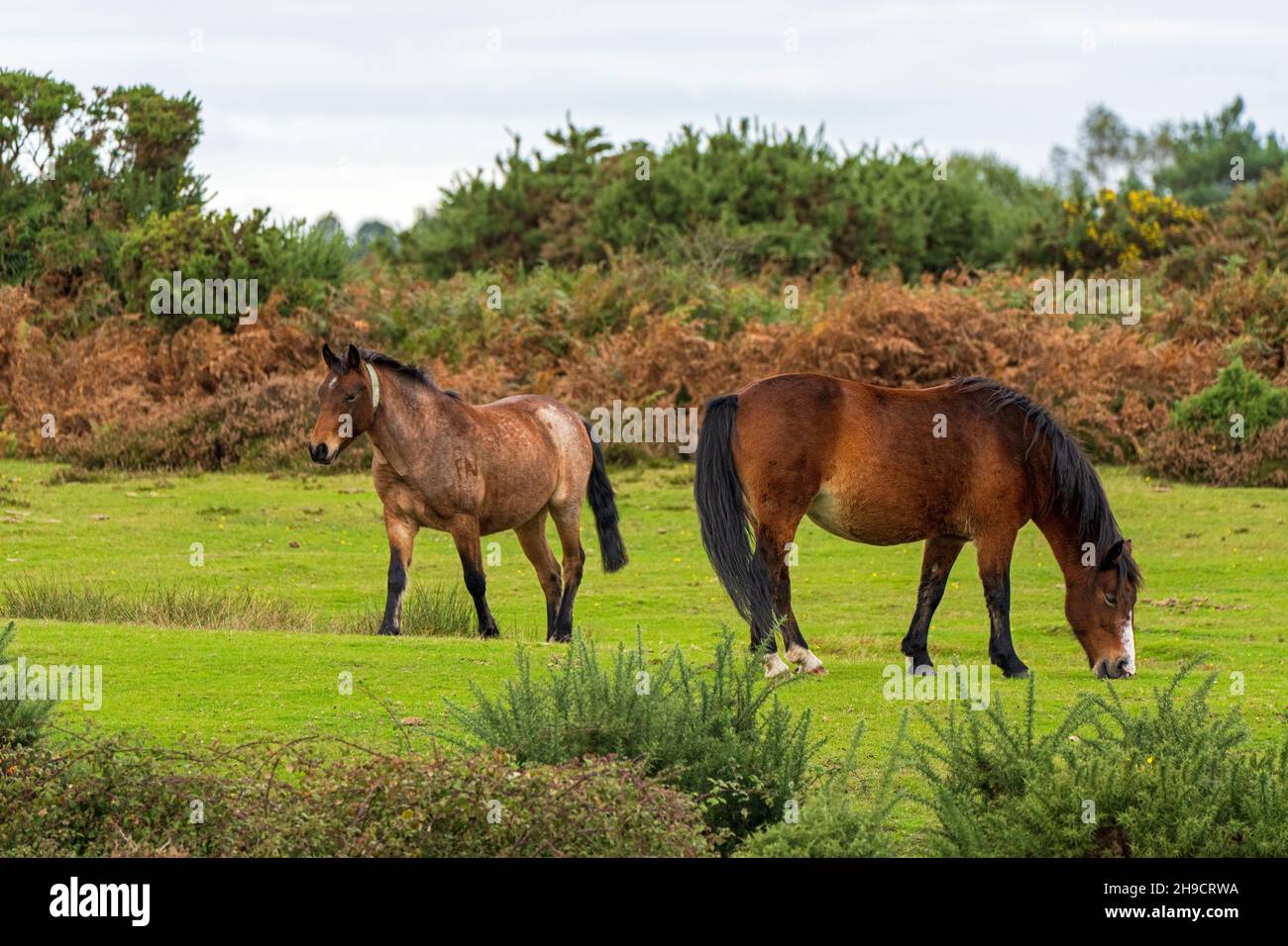 Coppia di pony nel New Forest National Park, Hampshire, Regno Unito Foto Stock