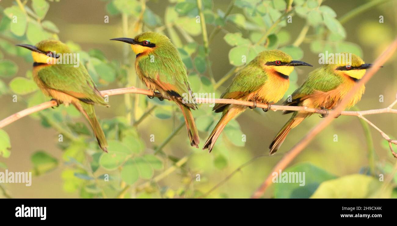 Quattro piccoli mangiatori di api (Merops pusillus) posano su un ramo tra le banchine di cattura degli insetti. Tanji, la Repubblica della Gambia. Foto Stock