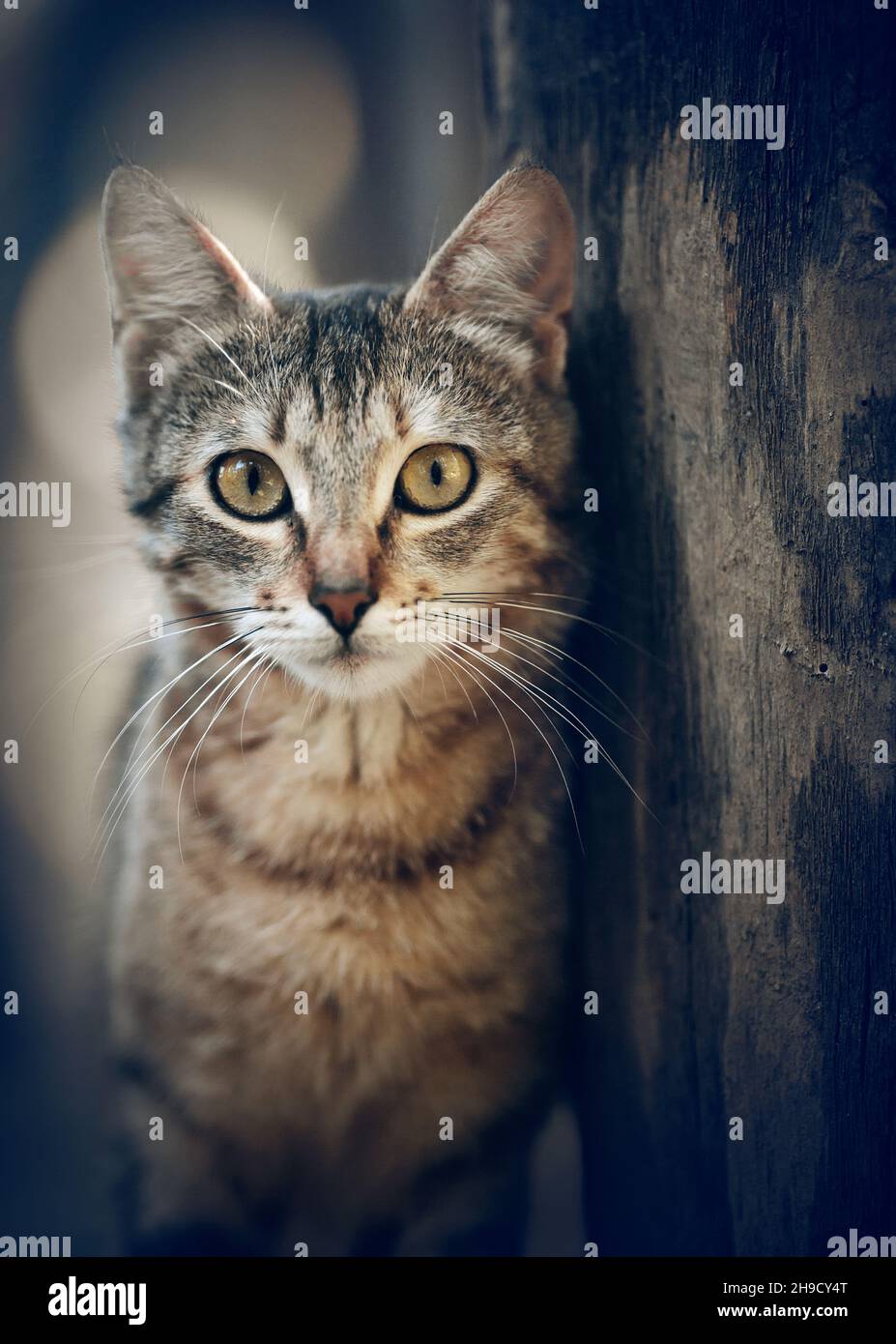 Ritratto di un gatto tabby senzatetto di strada con occhi gialli. Foto Stock