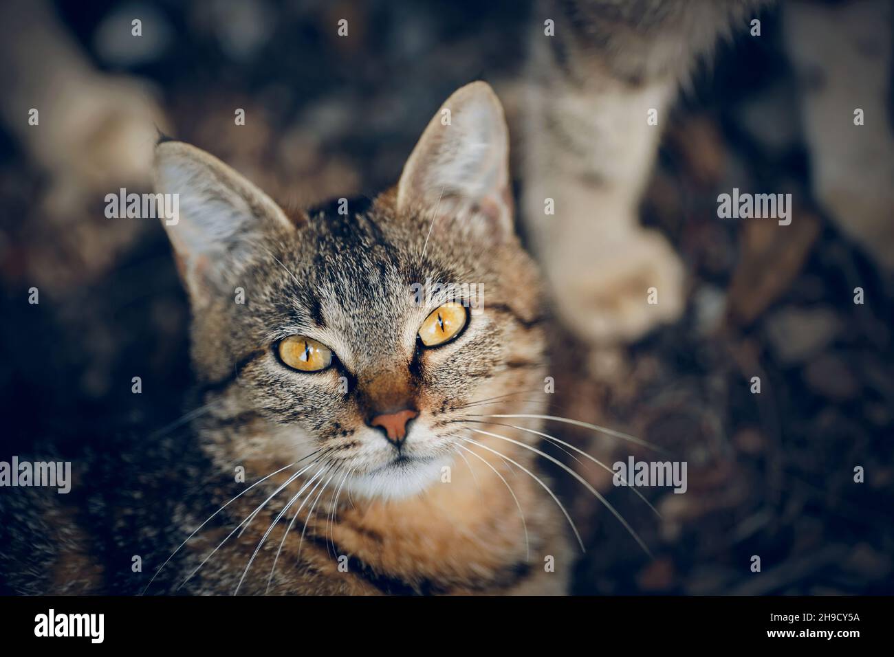 Ritratto di un gatto tabby senzatetto di strada con occhi gialli. Foto Stock