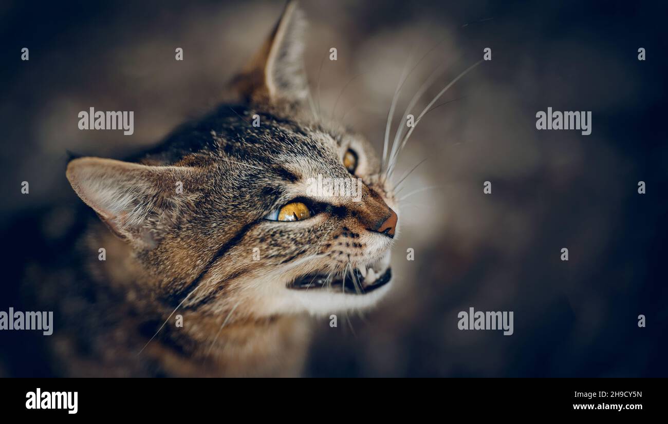 Ritratto di un gatto tabby senzatetto di strada con occhi gialli. Un gatto a strisce grigio arrabbiato. Foto Stock