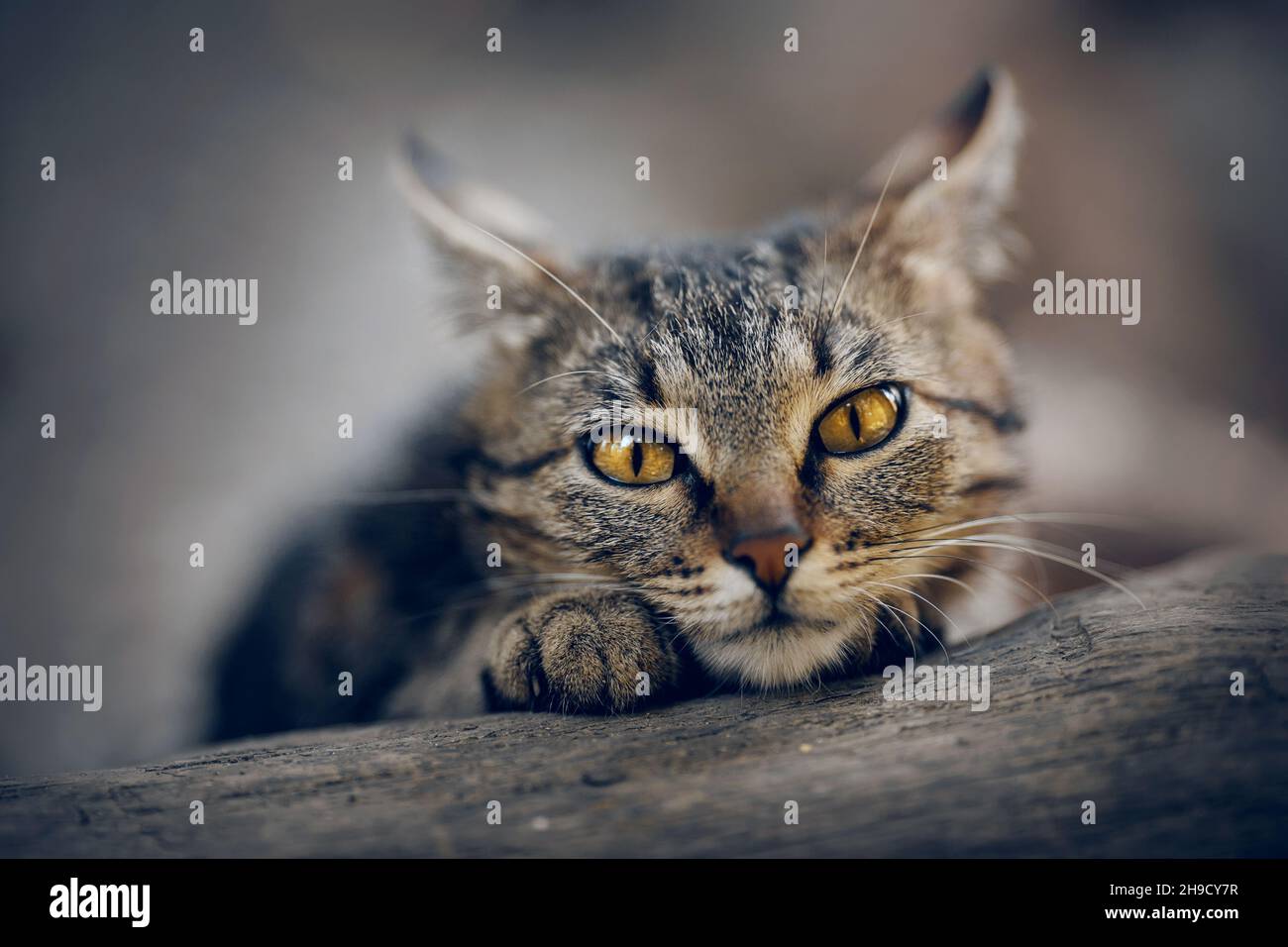 Ritratto di un gatto tabby senzatetto di strada con occhi gialli. Un gatto a strisce grigio triste. Foto Stock