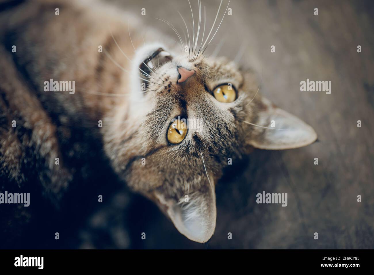 Ritratto di un gatto tabby senzatetto di strada con occhi gialli. Foto Stock