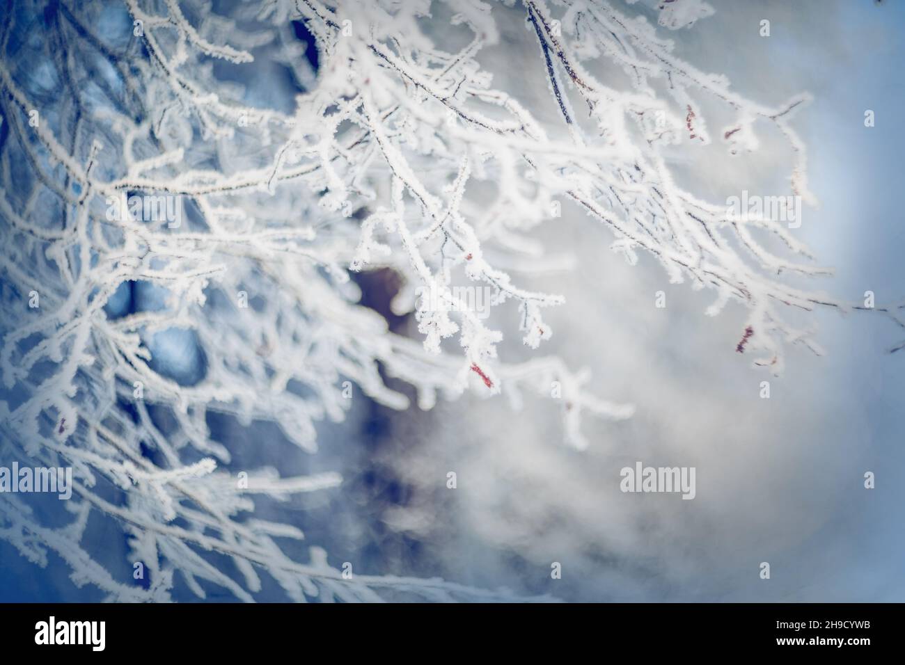 Rami di albero innevati. Rami in hoarfrost e neve in inverno. Sfondo invernale. Le boccole sono ricoperte di gelo. Foto Stock