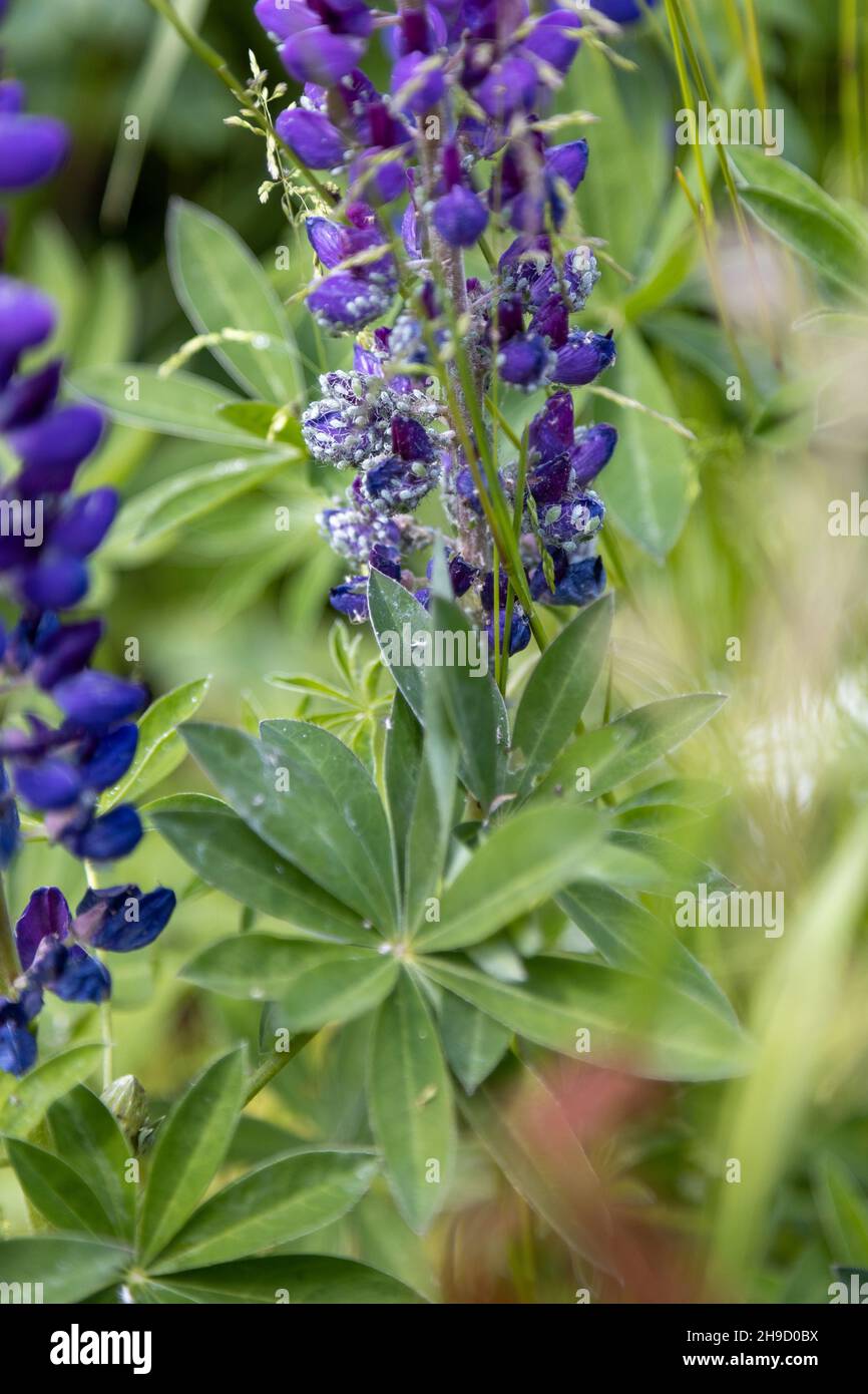 Molti afidi hanno infestato lupini viola Foto Stock