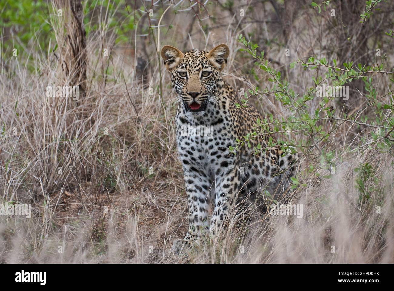 leopardo, Panthera pardus, un grande predatore e gatto selvatico africano che si stucco attraverso l'erba alta, essendo perfettamente mimetato Foto Stock