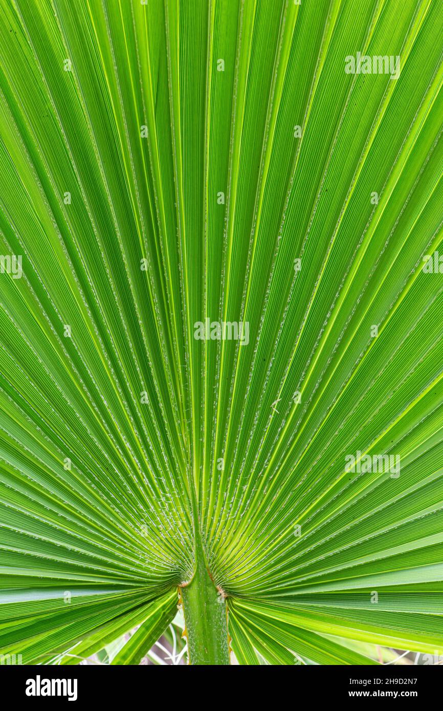 Palma del ventilatore messicano: Washingtonia robusta. Tresco, Isole Scilly, Cornovaglia, Regno Unito Foto Stock