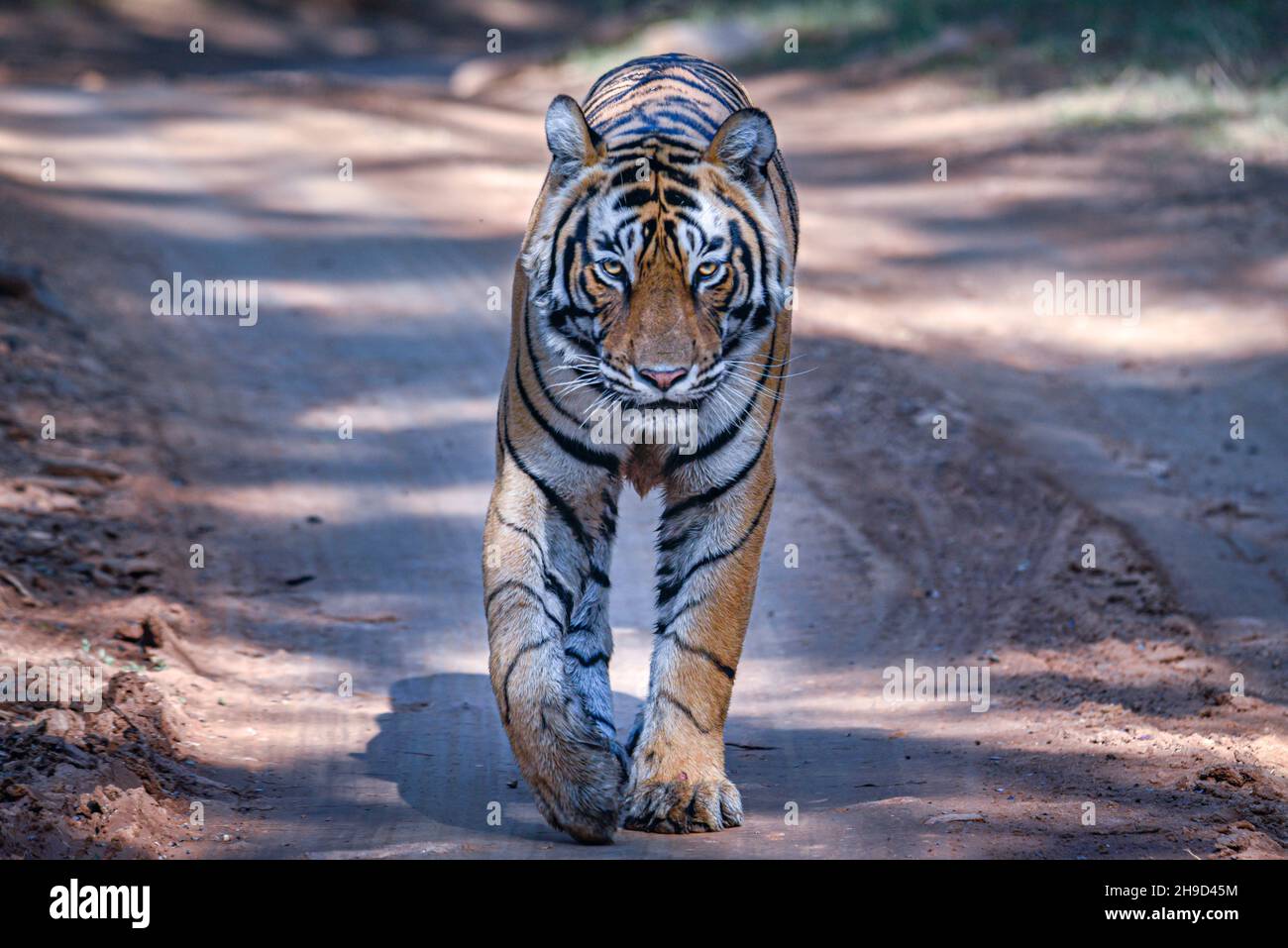 Tiger su una passeggiata nella foresta di Ranthambore. Foto Stock