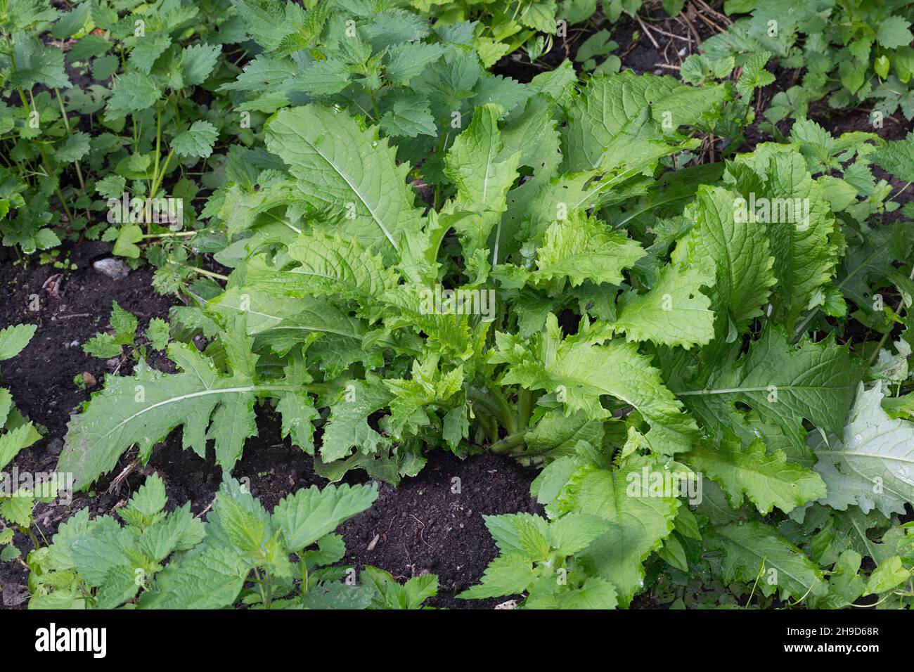 Kohl-Kratzdistel, Kohl-Kratz-Distel, Kohlkratzdistel, Kratzdistel, Distel, Cirsium oleraceum, cavolo. Blatt, Blätter, Blattrosette, foglia, lea Foto Stock