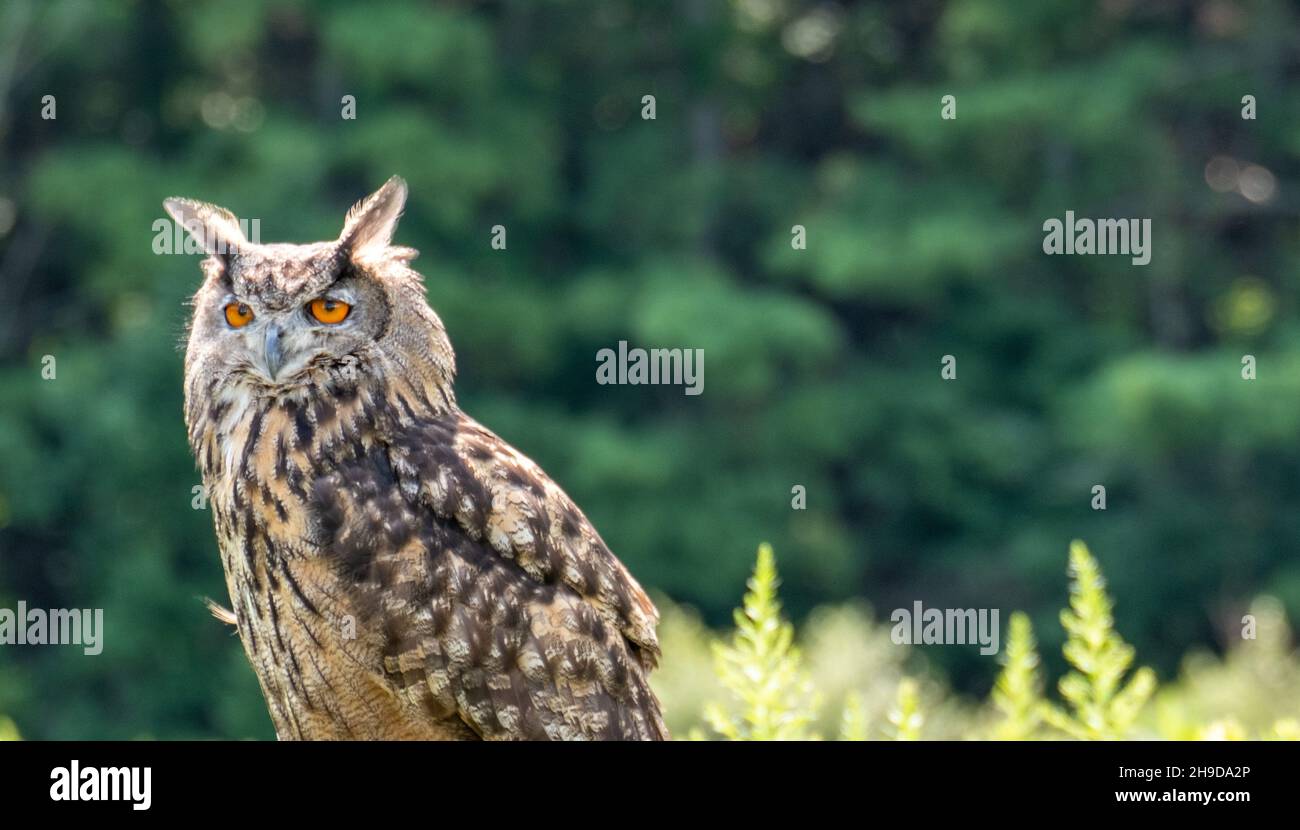 Ritratto di un simpatico gufo spilla una foresta Foto Stock