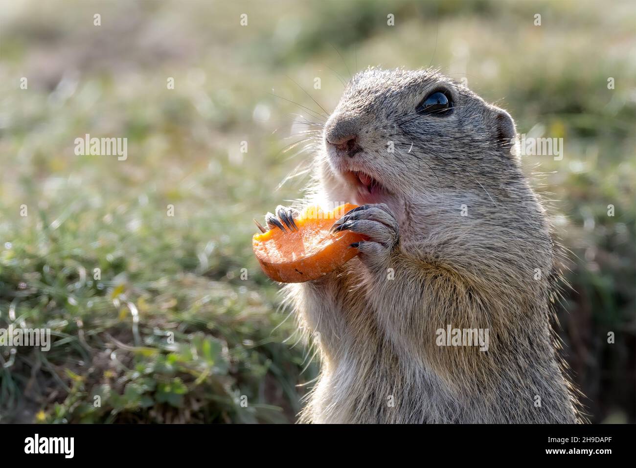 Groundhog siede su un prato verde e mangia una carota. Foto Stock