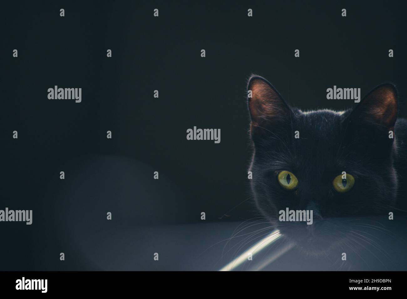 Black Bombay Cat Gazing da una distanza Foto Stock