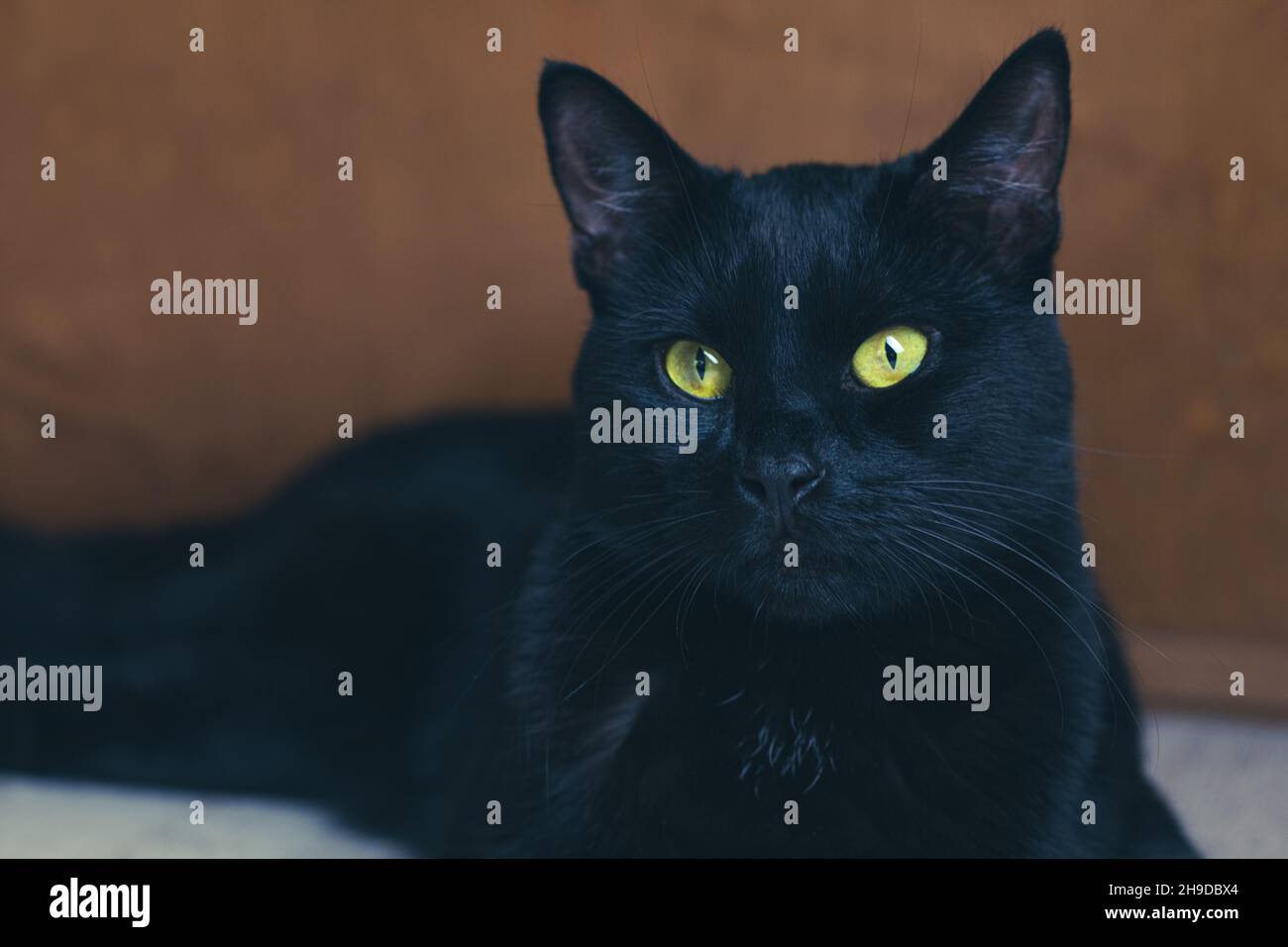 Black Bombay Cat Ritratto a riposo Foto Stock