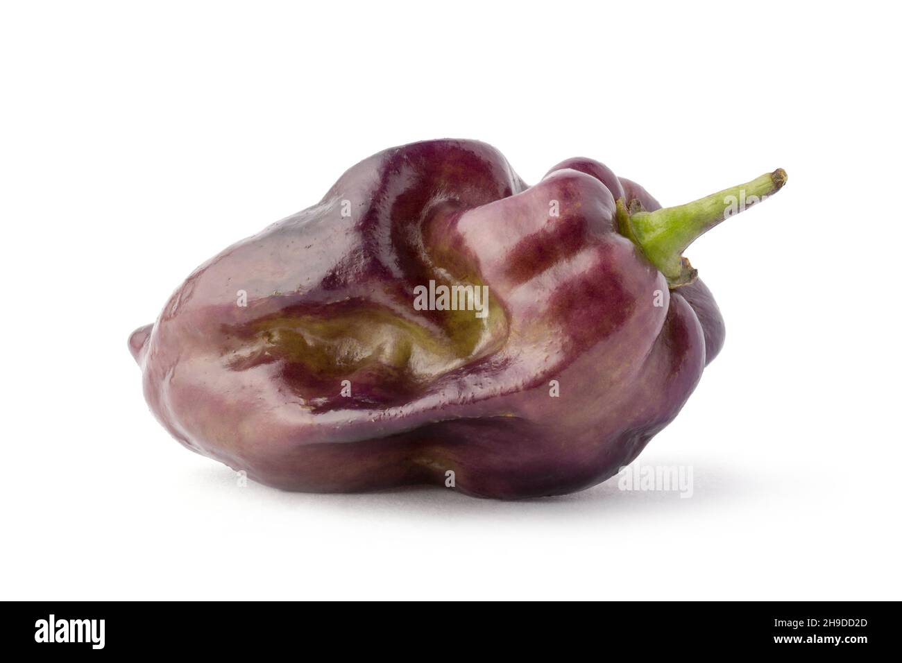 peperoncino habanero viola, isolato su sfondo bianco, closeup macro Foto Stock