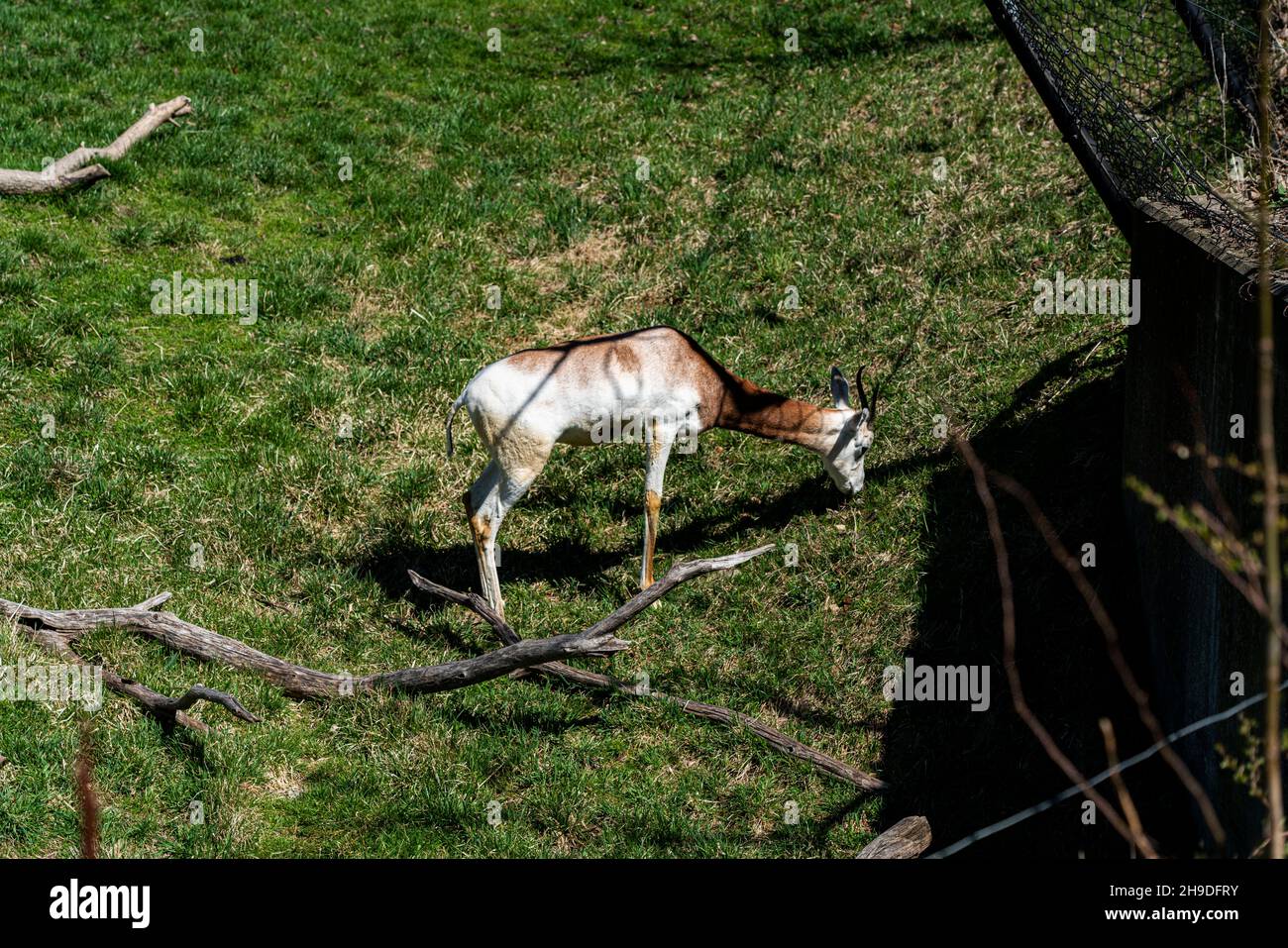 Splendida giornata allo zoo di Milwaukee Foto Stock