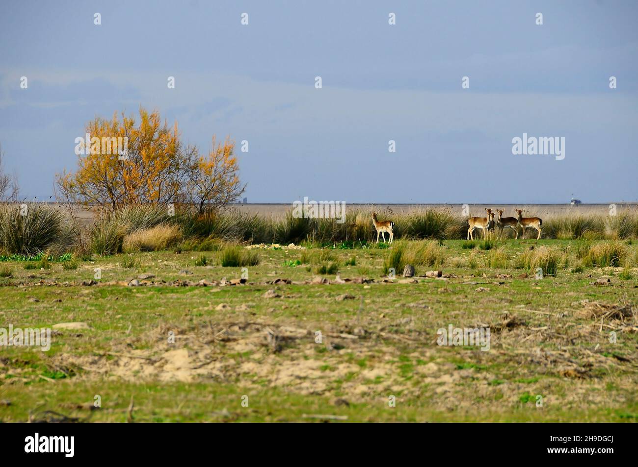 Parco Naturale e Nazionale dell'Andalusia - Spagna. Foto Stock