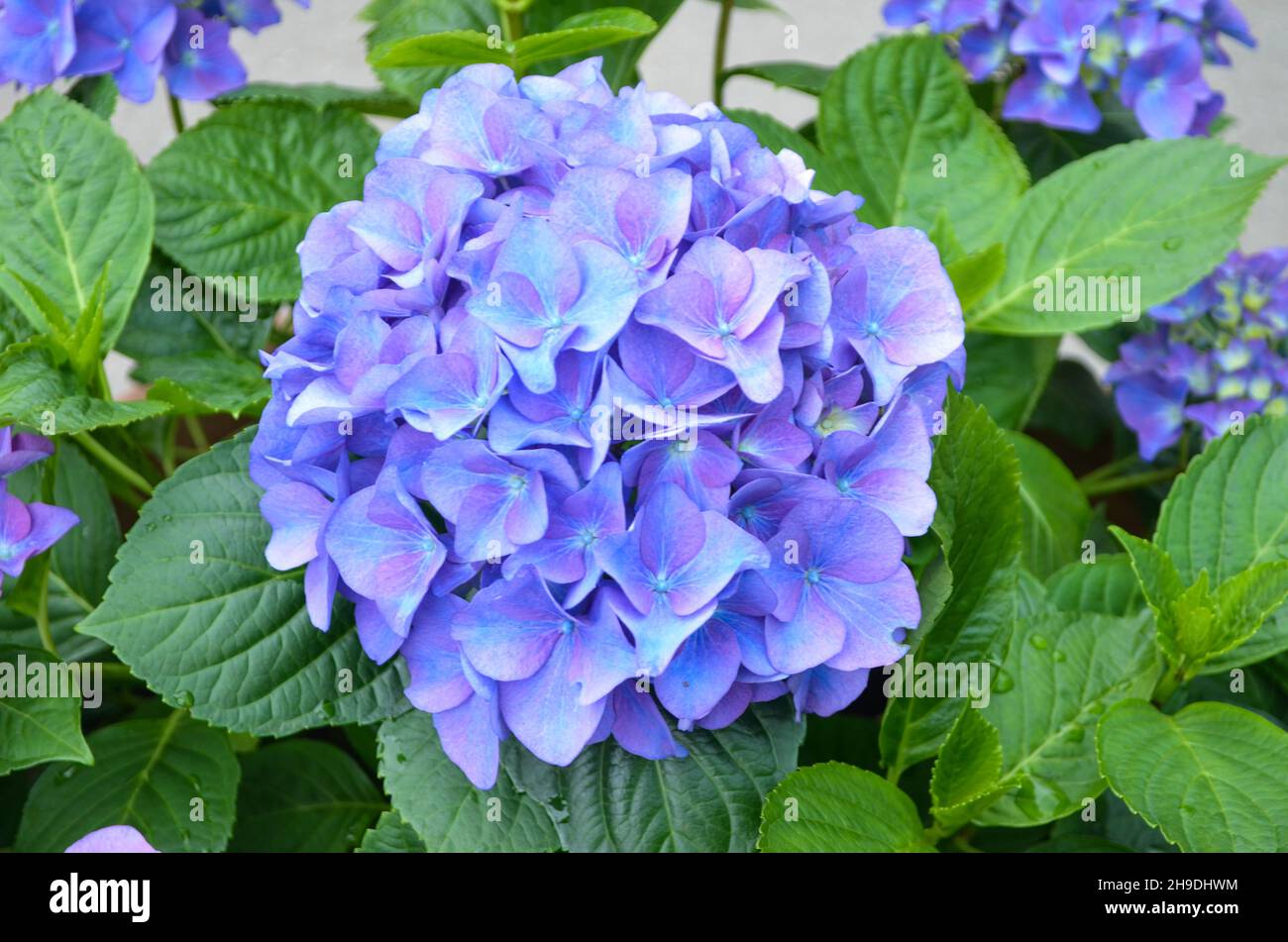 Grandi fiori blu di hydrangea macrophylla o hortensia arbusto in piena fioritura in una pentola di fiori, con foglie verdi fresche sullo sfondo, in un giardino i Foto Stock