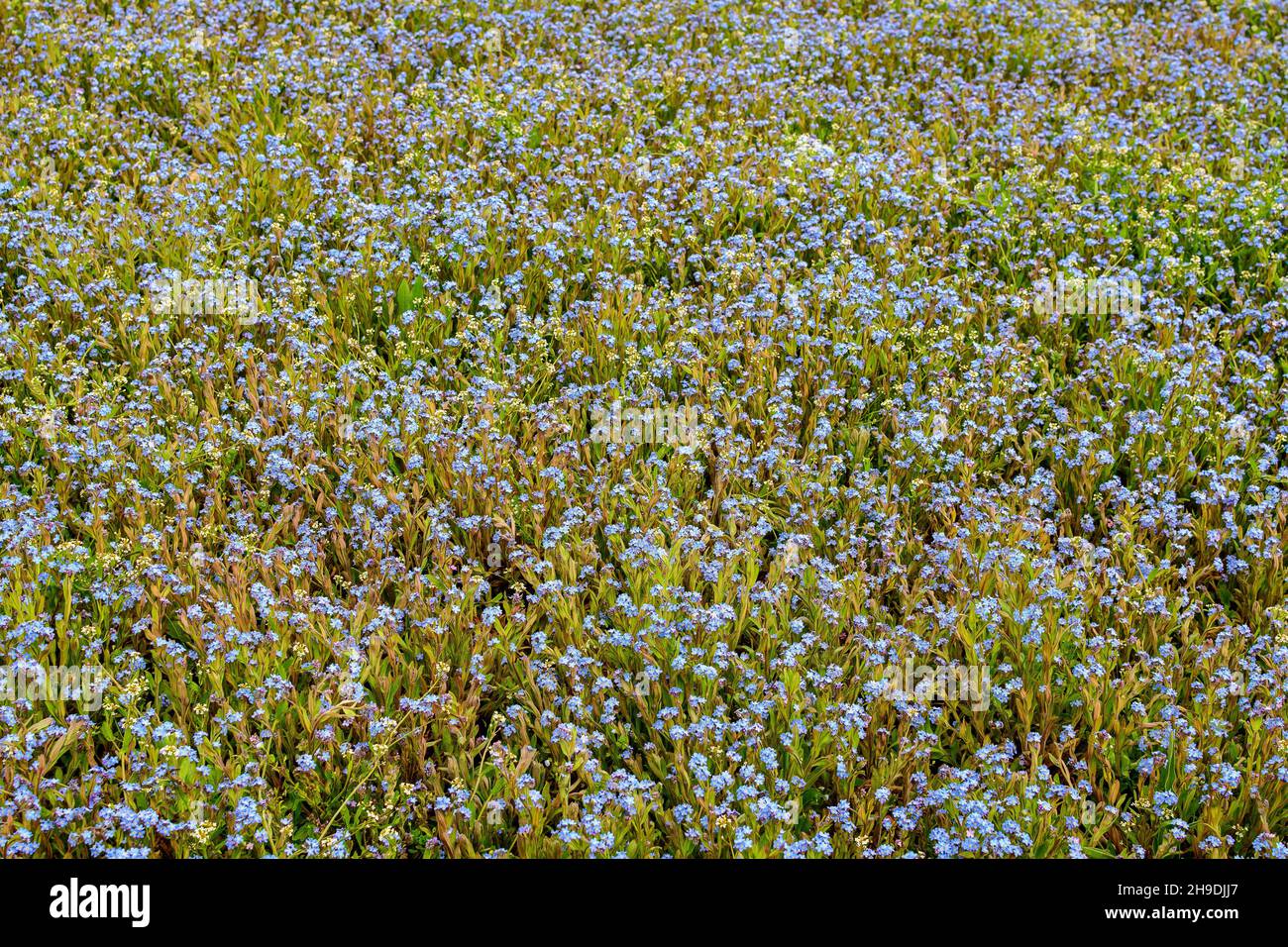 Gruppo di molti piccoli blu non dimentichi di me o Scorpion erbe fiori, Myosotis, in un giardino in una giornata di primavera soleggiata, bello sfondo floreale all'aperto p Foto Stock