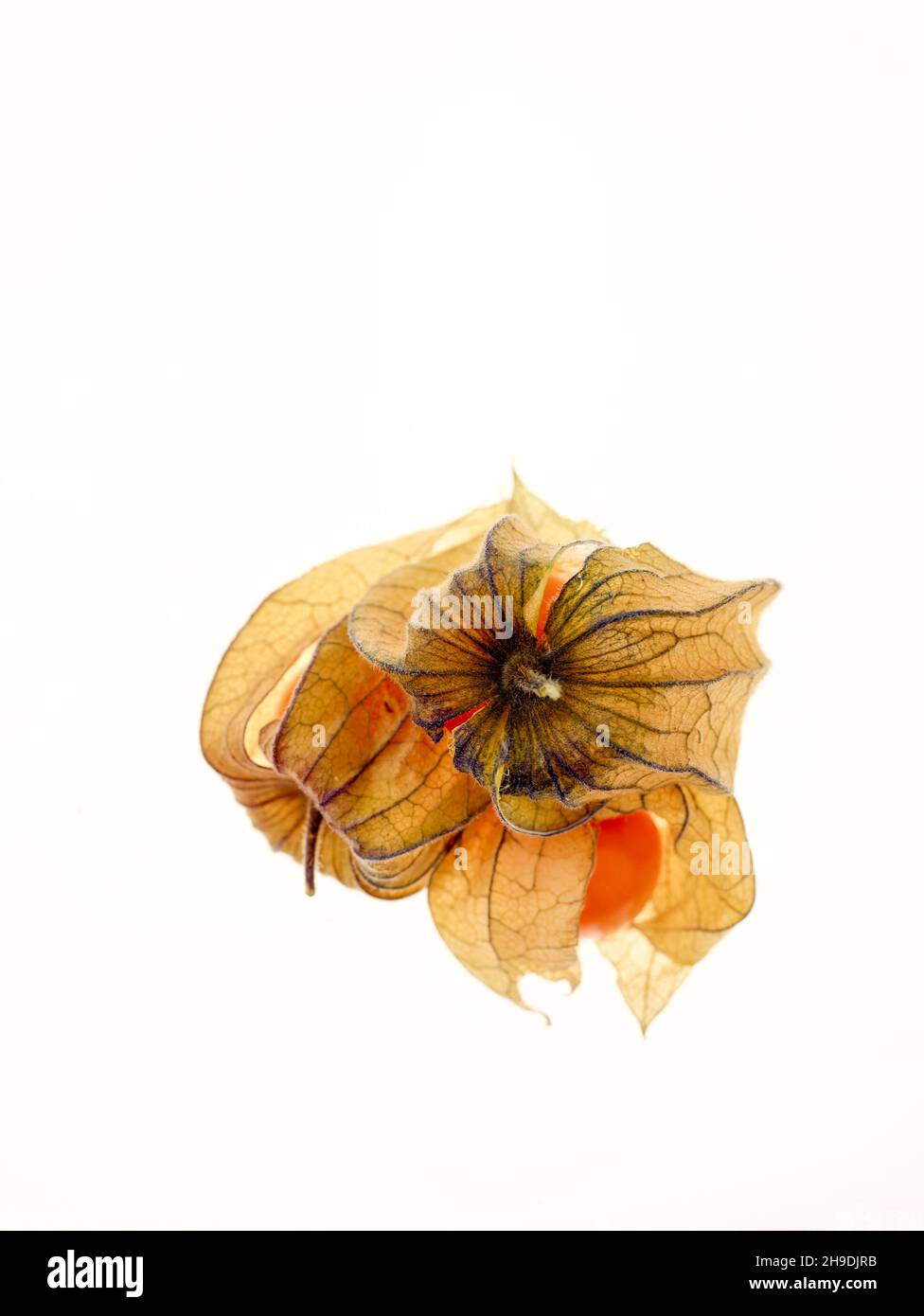 Capo Gooseberry, Physalis peruviana, primo piano ritratto di frutta su sfondo semplice Foto Stock