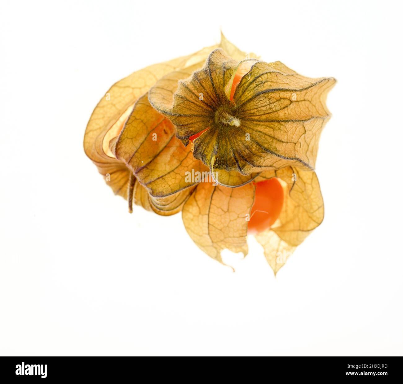 Capo Gooseberry, Physalis peruviana, primo piano ritratto di frutta su sfondo semplice Foto Stock