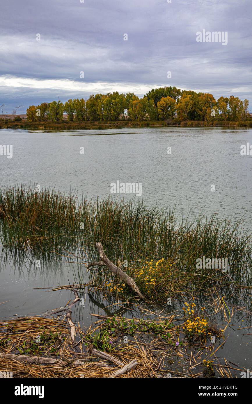 Sacramento River nel Delta del fiume Sacramento-San Joaquin River, Sacramento County, California, USA Foto Stock